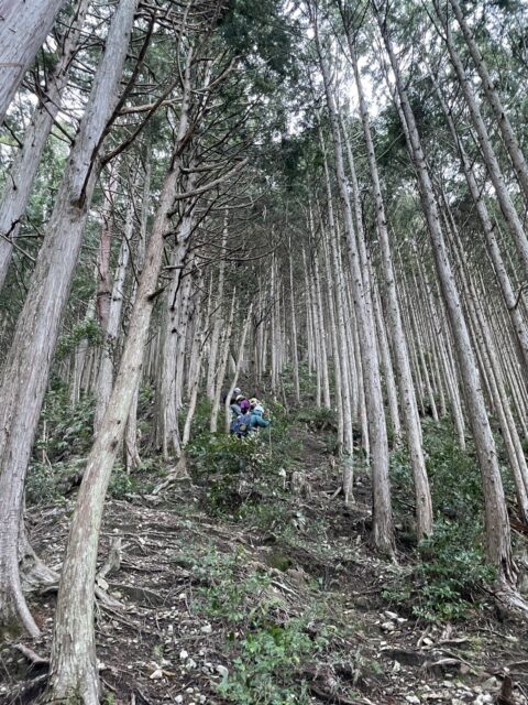 林業の現場（山登りのシーン）