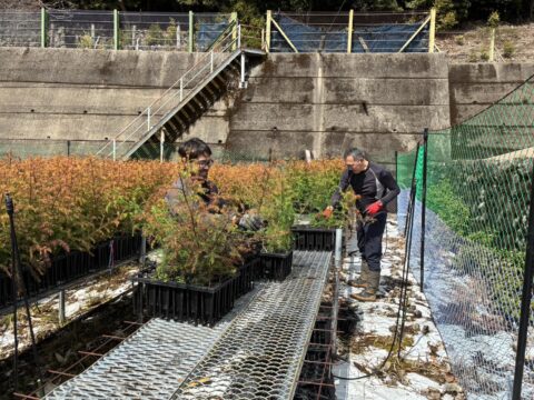 エリートツリーの出荷作業