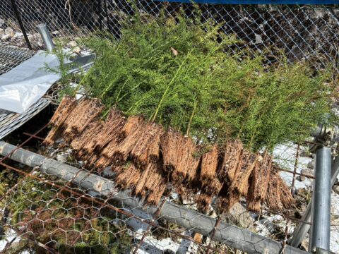 エリートツリー