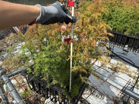 エリートツリーの出荷作業