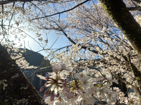 下北山村の桜2026