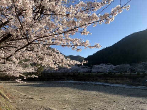 下北山村の桜2026
