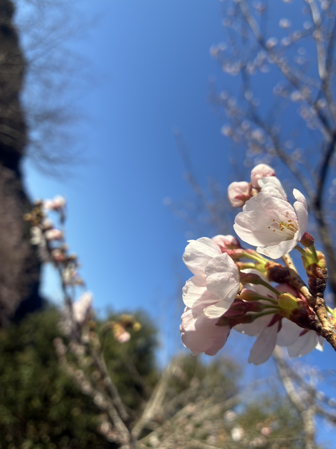 最高の桜シーズン到来🌸