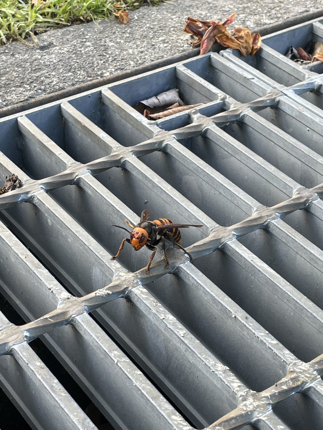 一生懸命お仕事中🐝