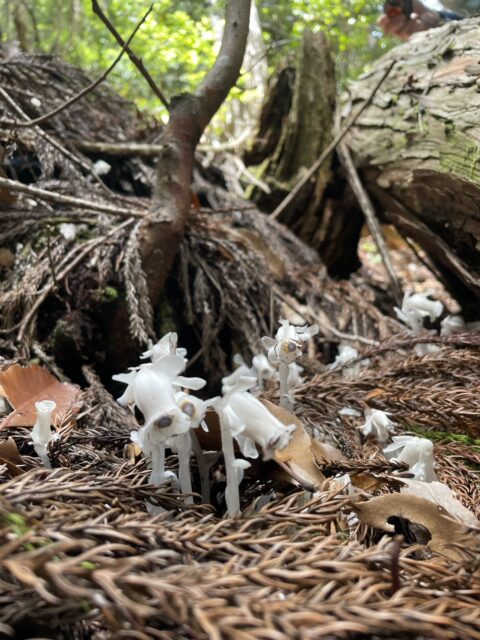 ギンリョウソウ