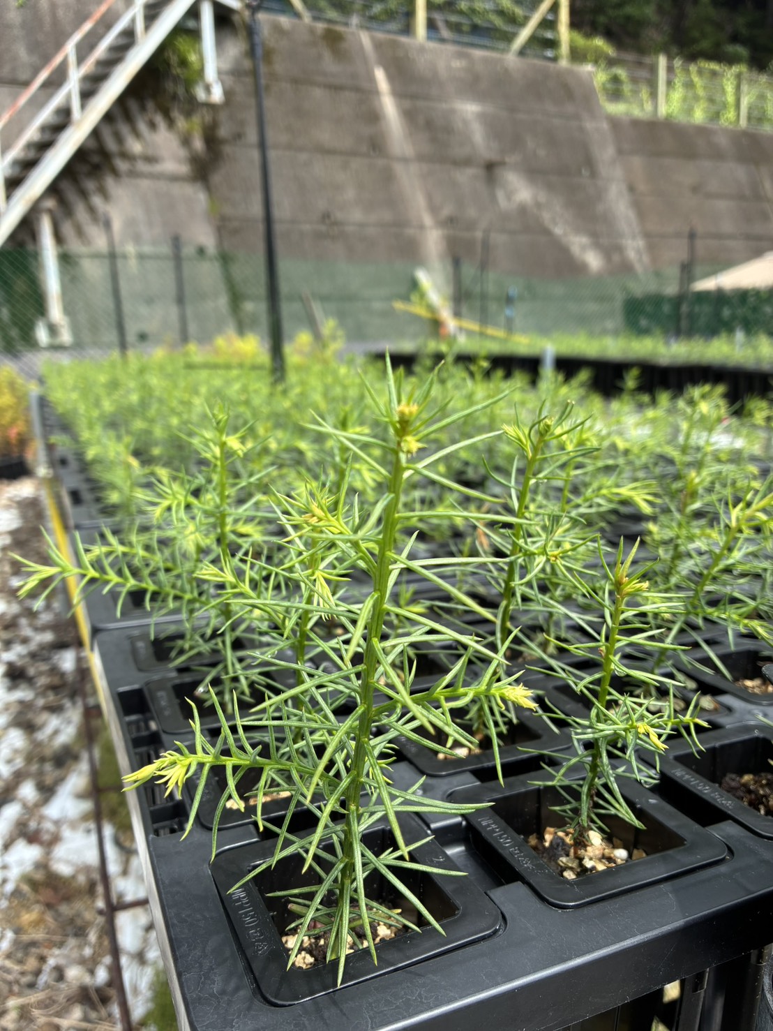 こんなに大きくなりました🌱