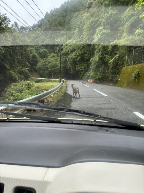 道路に立ちはだかるカモシカの様子